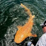 Um pescador se inclina sobre a beira de um barco cambaleando em um tubarão de cor cremesia, de três metros de comprimento.