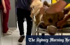 Este urso comeu tanto que teve que ser enviado para uma ressonância magnética em uma maca Okan, o urso de três anos, com uma ressonância magnética.