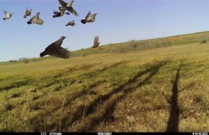 Estudo descobre variedade de variedades de animais selvagens em SASK. cidades e modificação do meio ambiente podem trazer muito mais Ryan Fisher e Jordan Rustad representam uma foto com uma câmera de trilha e um gravador de áudio.