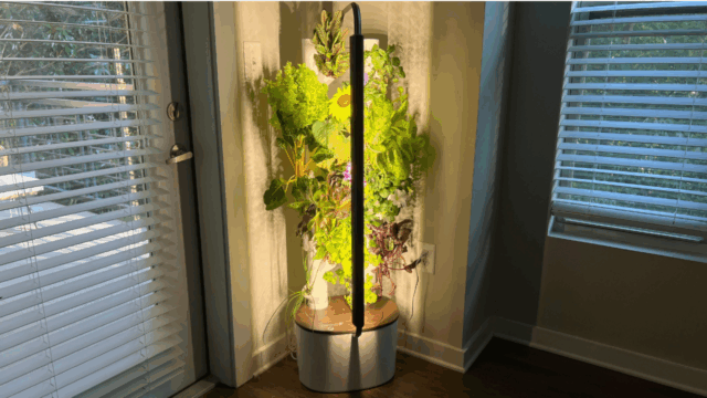 plantas no jardim interno Gardyn