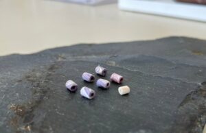 Exploração ‘incrivelmente incomum’ de grãos de wampum em Ferryland achada ser inicial do distrito Sete contas cilíndricas são colocadas em um pedaço de ardósia.