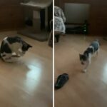 Feline imita um animal de estimação enquanto joga busca, ganha o animal da semana