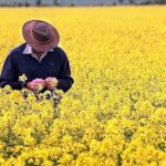 Finalmente, um triunfo tarifário como o negócio dos Emirados Árabes Unidos oferece aumento de exportação para os agricultores