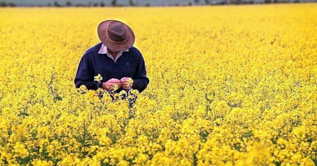 Finalmente, um triunfo tarifário como o negócio dos Emirados Árabes Unidos oferece aumento de exportação para os agricultores

