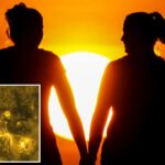 Flares solares poderosos podem quebrar as expectativas de temperatura