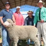 Forte autorização com valores comerciais sólidos na pesquisa anual Merino Sale