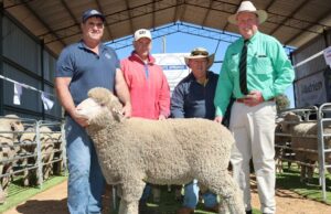 Forte autorização com valores comerciais sólidos na pesquisa anual Merino Sale Forte autorização com valores comerciais sólidos na pesquisa anual Merino Sale
