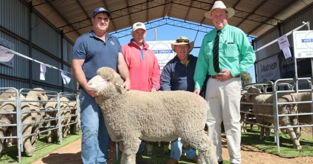 Forte autorização com valores comerciais sólidos na pesquisa anual Merino Sale

