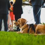 Futura noiva que insistiu firmemente amigo não trazia o animal de estimação da solução para eventos de casamento, ponto de vista
