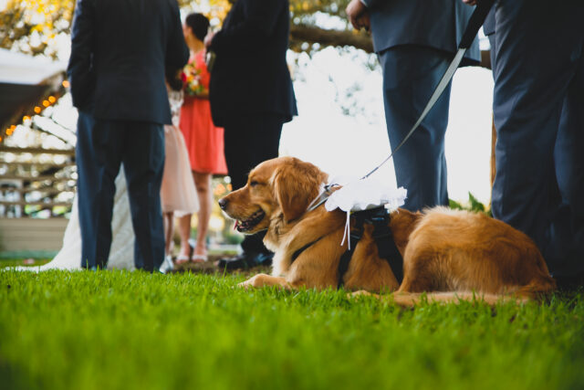 Futura noiva que insistiu firmemente amigo não trazia o animal de estimação da solução para eventos de casamento, ponto de vista 

