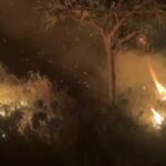 Garoto filmado acenando com o ramo ardente enquanto Bushfire se enfurece através do Koala Habitat