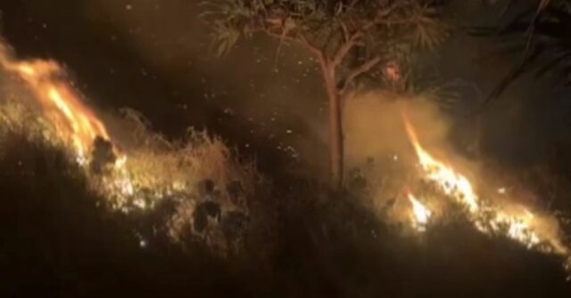 Garoto filmado acenando com o ramo ardente enquanto Bushfire se enfurece através do Koala Habitat

