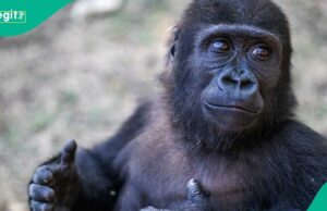 Gorila encontrado em Crate de carga do aeroporto para retornar à Nigéria após o cuidado turco Gorila encontrado em Crate de carga do aeroporto para retornar à Nigéria após o cuidado turco