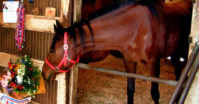 Haru Urara, o cavalo de corrida que foi uma sensação no Japão e um videogame 'Uma Musume' Fave, falece aos 29 

