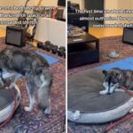 Husky's Primeira vez usando a cama