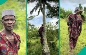 Idosos nigerianos alpinista de palmeiras compartilha ganhos diários após 32 anos no trabalho Idosos nigerianos alpinista de palmeiras compartilha ganhos diários após 32 anos no trabalho