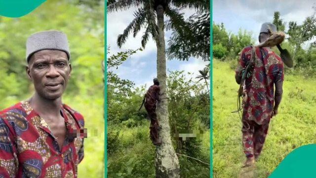Idosos nigerianos alpinista de palmeiras compartilha ganhos diários após 32 anos no trabalho

