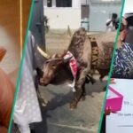 "Judy Go dey com ciúmes": Queen May recebe vaca, n1m, outros presentes no aniversário, tendências de clipes