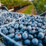 Jump em australianos comendo frutas gatilhos exigem restrição de pesticidas