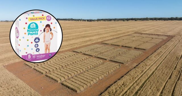 Khapra Beetle encontrado em fraldas, batalha de biossegurança para manter a praga exótica fora

