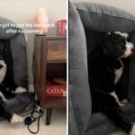 Lady Relocações Família Cama de animais de estimação para aspirador de aspirador- não planejado para onde localiza o cachorro de estimação mais tarde