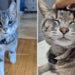 Lady coloca o microfone em felino animado, o resultado se torna viral: 'rainha'