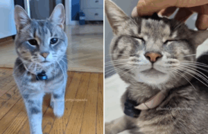 Lady coloca o microfone em felino animado, o resultado se torna viral: ‘rainha’ Lady coloca o microfone em felino animado, o resultado se torna viral: 'rainha'