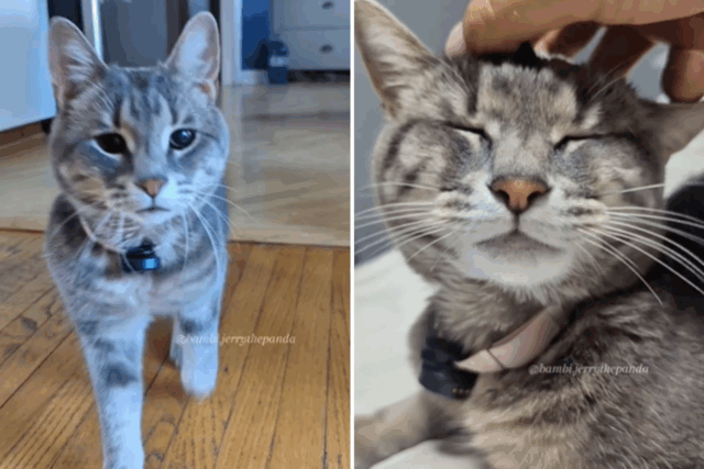 Lady coloca o microfone em felino animado, o resultado se torna viral: 'rainha' 


