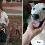 Lady conserva 30 cães adotivos, nenhuma pessoa se preparou para suas histórias comoventes