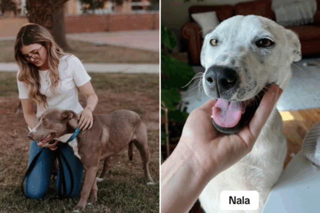 Lady conserva 30 cães adotivos, nenhuma pessoa se preparou para suas histórias comoventes 

