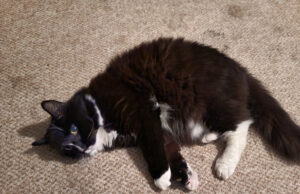 Lady totalmente não está realmente preparada para exatamente como ela localiza seu gato de estimação: ‘Glitten’ Lady totalmente não está realmente preparada para exatamente como ela localiza seu gato de estimação: 'Glitten'