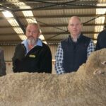Lewisdale Stud On-Property Sale vê uma folga completa do Merino Rams