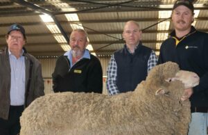 Lewisdale Stud On-Property Sale vê uma folga completa do Merino Rams Lewisdale Stud On-Property Sale vê uma folga completa do Merino Rams