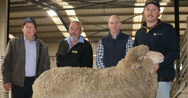 Lewisdale Stud On-Property Sale vê uma folga completa do Merino Rams

