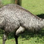 Espera -se que até um terço dos adultos australianos comprem uma passagem para a loteria de sábado, US $ 30 milhões em megadraw.