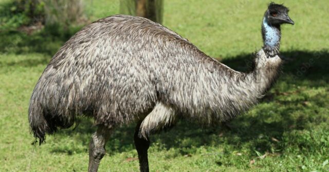 Espera -se que até um terço dos adultos australianos comprem uma passagem para a loteria de sábado, US $ 30 milhões em megadraw.
