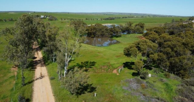 Mantenha o estoque ou converta para a colheita no Belt Wheatbelt do Northern

