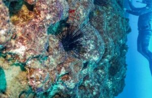 Mares assustadoramente ácidos de escapamentos de carbono, o registro aconselha Corais mostrados abaixo da linha de água, uma ilha montanhosa sobe acima.