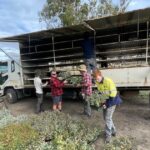 McNeils acham que ficando bioativo para não ser espirrado no Central Wheatbelt