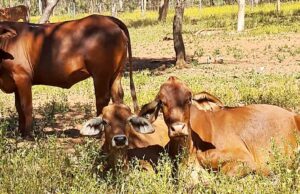 ‘Melhor país de gado de valor do mundo’ em oferta em Kimberley da WA por US $ 16 milhões 'Melhor país de gado de valor do mundo' em oferta em Kimberley da WA por US $ 16 milhões