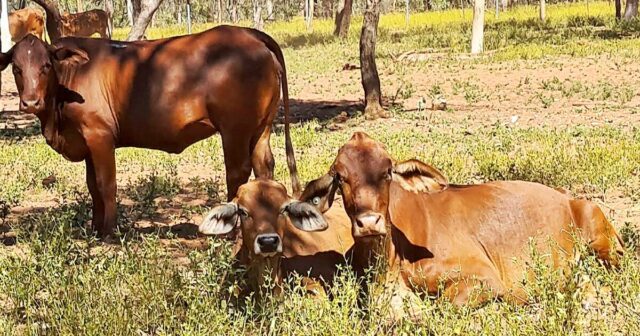 'Melhor país de gado de valor do mundo' em oferta em Kimberley da WA por US $ 16 milhões

