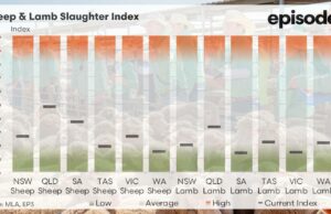 Mercado de carneiro comprovando um buffer -chave à medida que o abate de cordeiro permanece “teimosamente” baixo Mercado de carneiro comprovando um buffer -chave à medida que o abate de cordeiro permanece "teimosamente" baixo