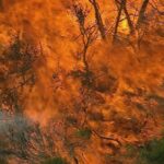 Norte de Bushfire Sydney