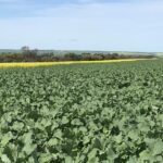 Novo recorde estabelecido para terra na zona de agricultura do norte, preço não revelado