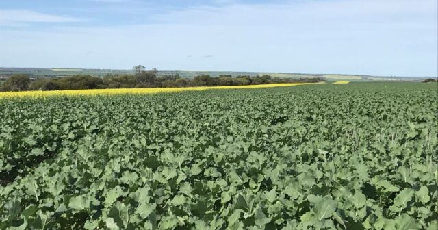 Novo recorde estabelecido para terra na zona de agricultura do norte, preço não revelado

