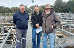 Nutrien Livestock Boyanup Gattle Store vê forte demanda e concorrência Nutrien Livestock Boyanup Gattle Store vê forte demanda e concorrência