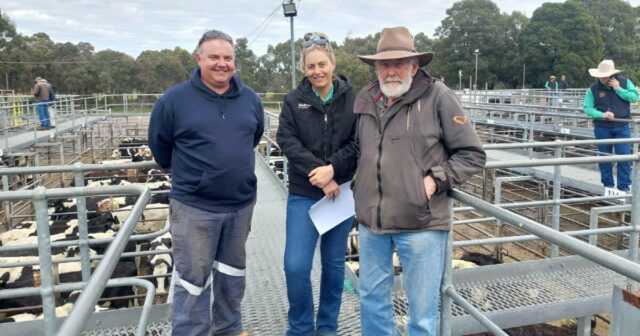 Nutrien Livestock Boyanup Gattle Store vê forte demanda e concorrência

