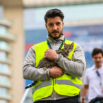 O Grande Prêmio Viral do Azerbaijão "Paddock Feline" obtém um nome e inúmeros seguidores