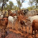 O Spree de compra de terras do BEEL TYCOON marca o novo capítulo para nossa indústria pastoral