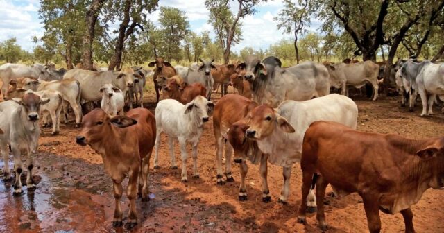 O Spree de compra de terras do BEEL TYCOON marca o novo capítulo para nossa indústria pastoral

